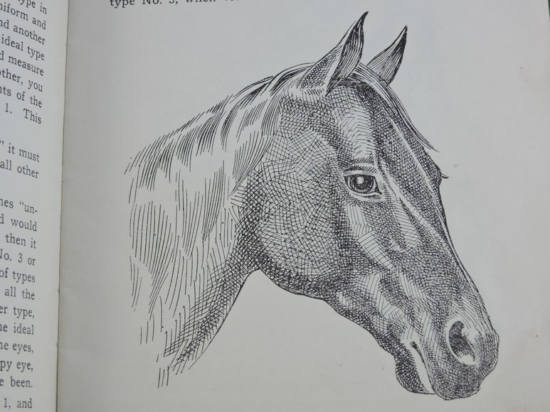 Image for Prof. Beery's Mail Courses in Horsemanship