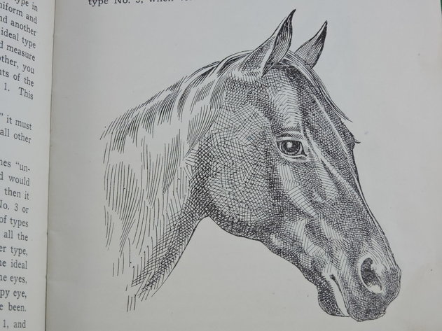 Image for Prof. Beery's Mail Courses in Horsemanship