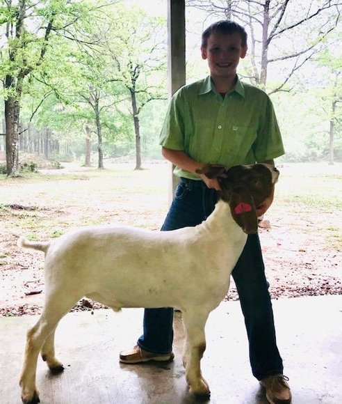 Image for Junior Livestock Project Auction #2