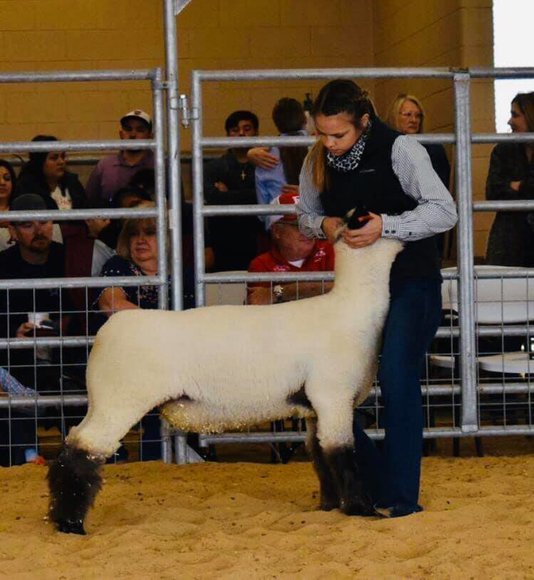 Image for Junior Livestock Project Auction #2