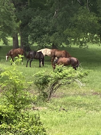 Image for 00 CR 430, Dime Box 77853 - Lee County