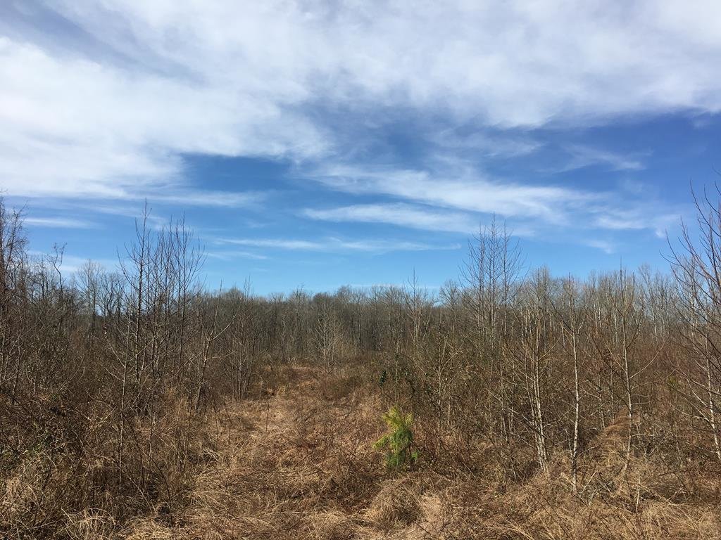 Image for 15.2 +/- Acre Wooded Building Lot Just Outside of Blackstone, VA--SELLS to the HIGHEST BIDDER via ONLINE ONLY BIDDING!!