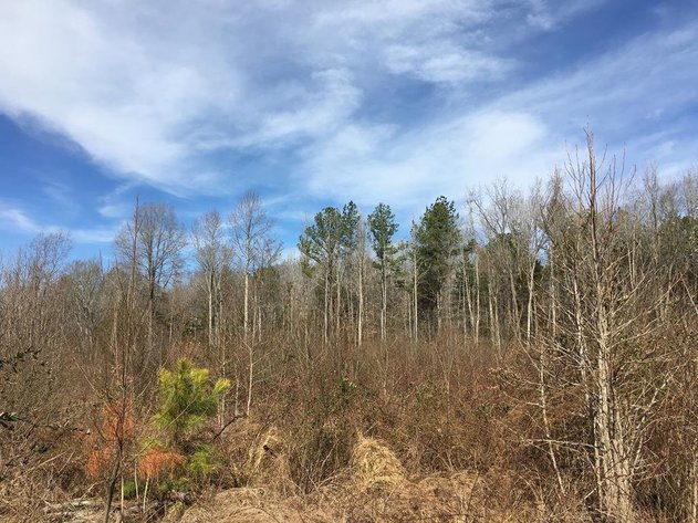 Image for 15.2 +/- Acre Wooded Building Lot Just Outside of Blackstone, VA--SELLS to the HIGHEST BIDDER via ONLINE ONLY BIDDING!!