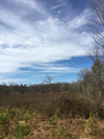 Image for 15.2 +/- Acre Wooded Building Lot Just Outside of Blackstone, VA--SELLS to the HIGHEST BIDDER via ONLINE ONLY BIDDING!!