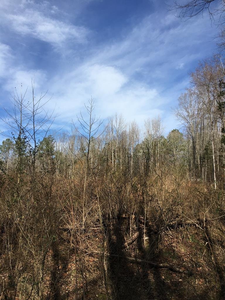 Image for 15.2 +/- Acre Wooded Building Lot Just Outside of Blackstone, VA--SELLS to the HIGHEST BIDDER via ONLINE ONLY BIDDING!!
