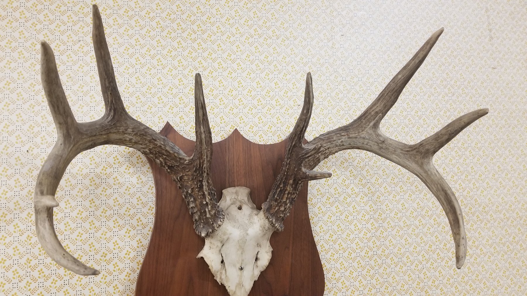 Image for Live Sporting Auction - Thursday June 25, 4:00PM