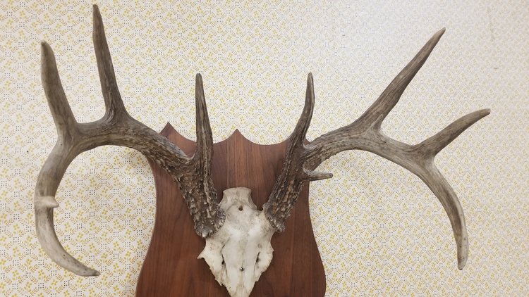 Image for Live Sporting Auction - Thursday June 25, 4:00PM