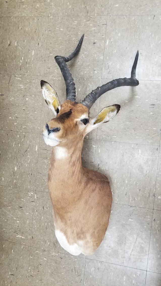 Image for Live Sporting Auction - Thursday June 25, 4:00PM