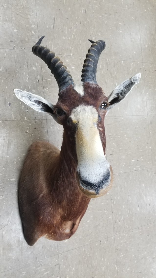 Image for Live Sporting Auction - Thursday June 25, 4:00PM