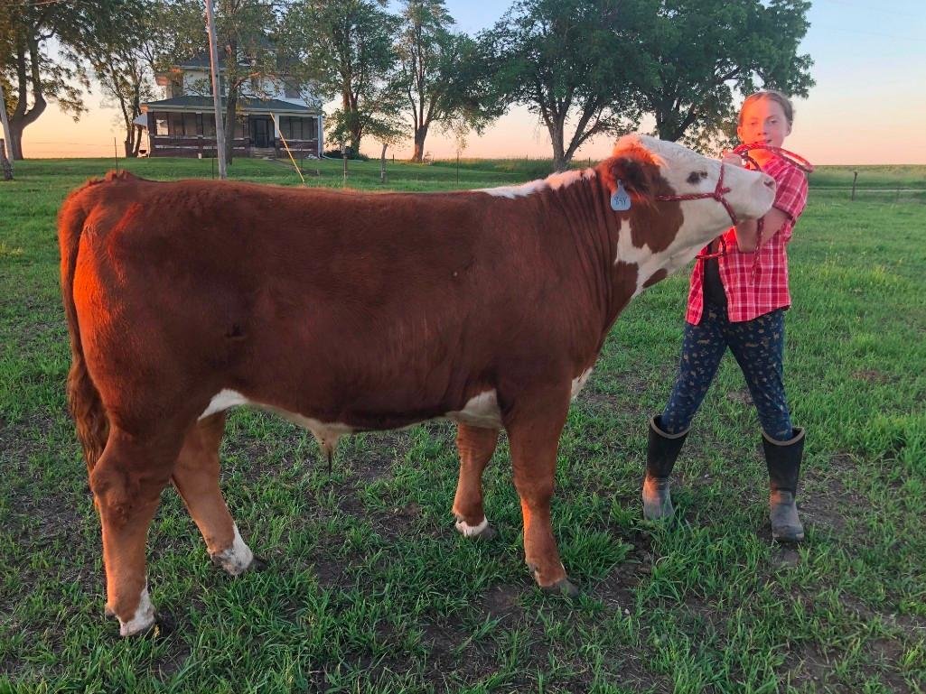 Image for Johnson County 4-H & FFA Livestock Auction