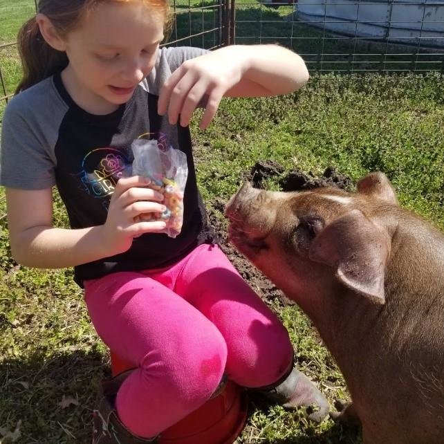 Image for Johnson County 4-H & FFA Livestock Auction