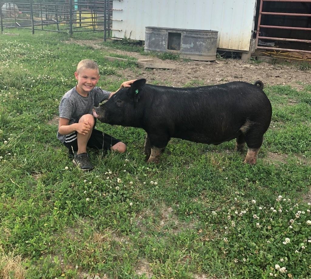 Image for Johnson County 4-H & FFA Livestock Auction