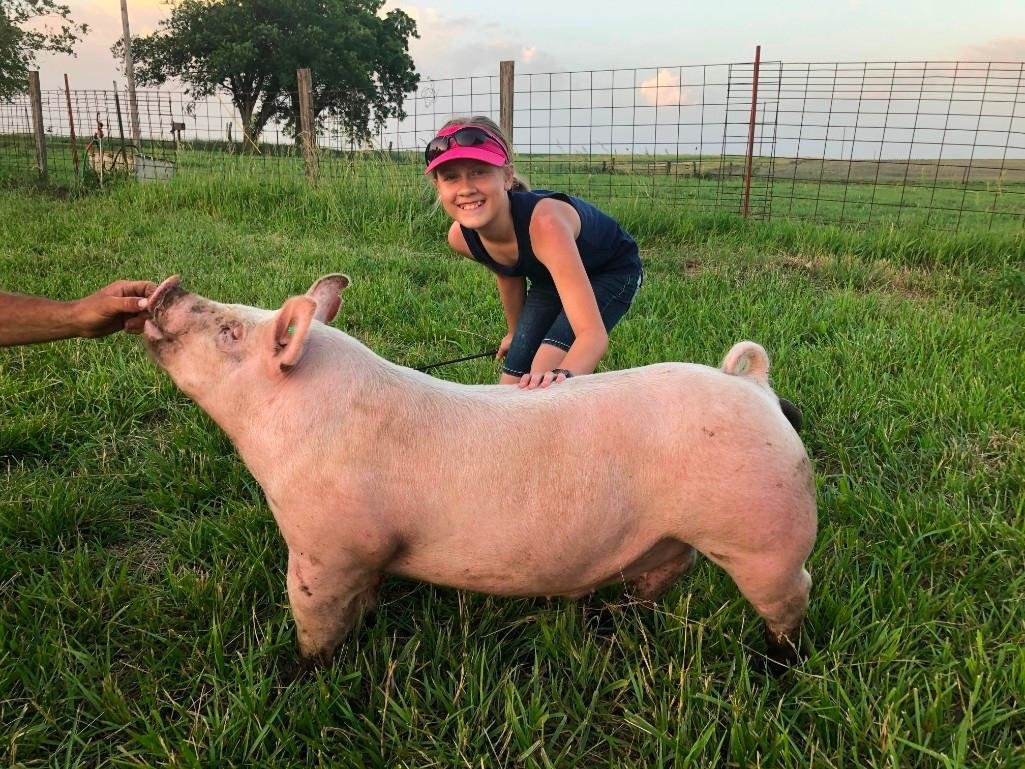 Image for Johnson County 4-H & FFA Livestock Auction