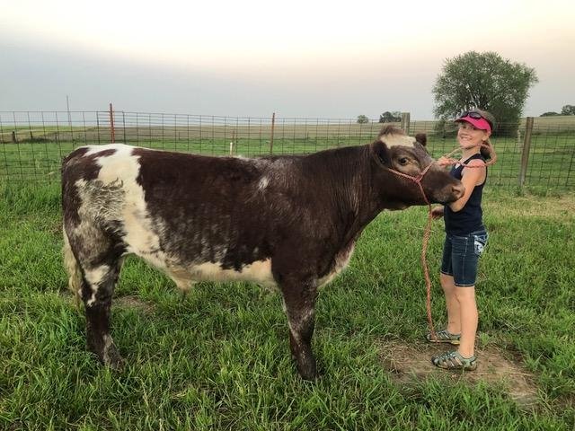 Image for Johnson County 4-H & FFA Livestock Auction