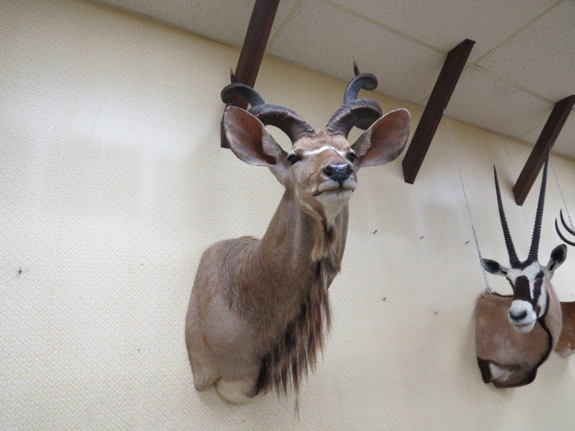 Image for Live Sporting Auction - Thursday June 25, 4:00PM