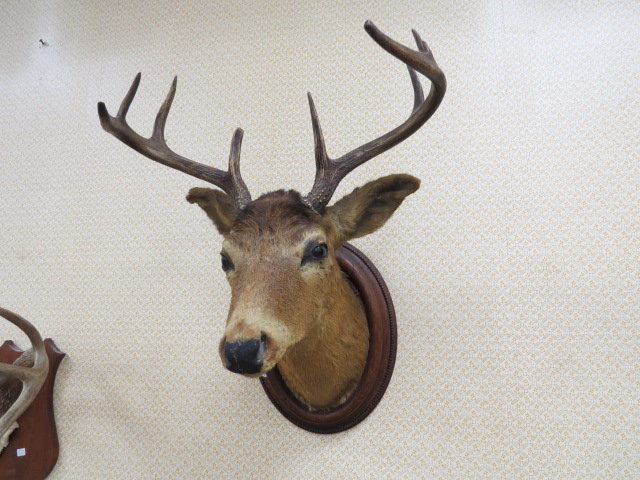 Image for Live Sporting Auction - Thursday June 25, 4:00PM