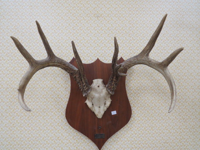 Image for Live Sporting Auction - Thursday June 25, 4:00PM