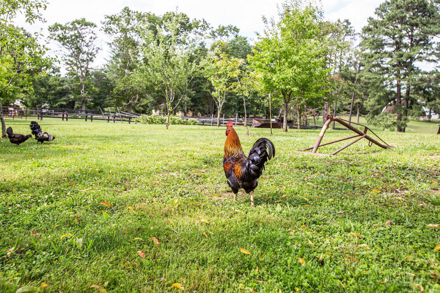 Image for 3 BR/2.5 BA Home w/13 Stall Barn 17.47 +/- Acres and Two 2 Acre Building Lots in Orange County, VA