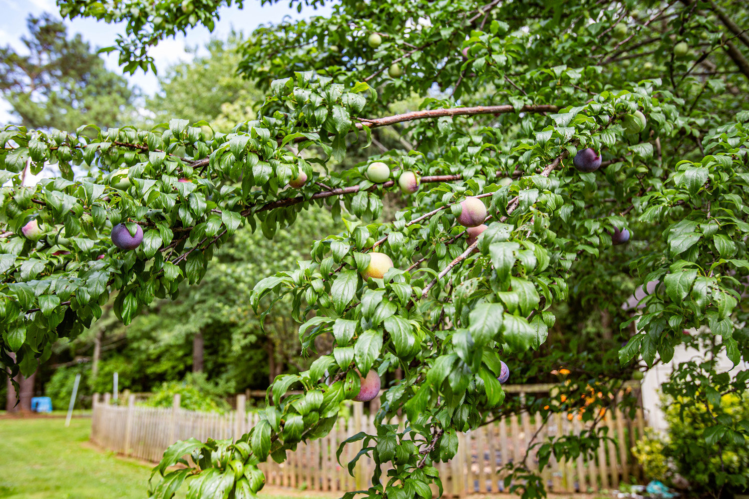 Image for 3 BR/2.5 BA Home w/13 Stall Barn 17.47 +/- Acres and Two 2 Acre Building Lots in Orange County, VA