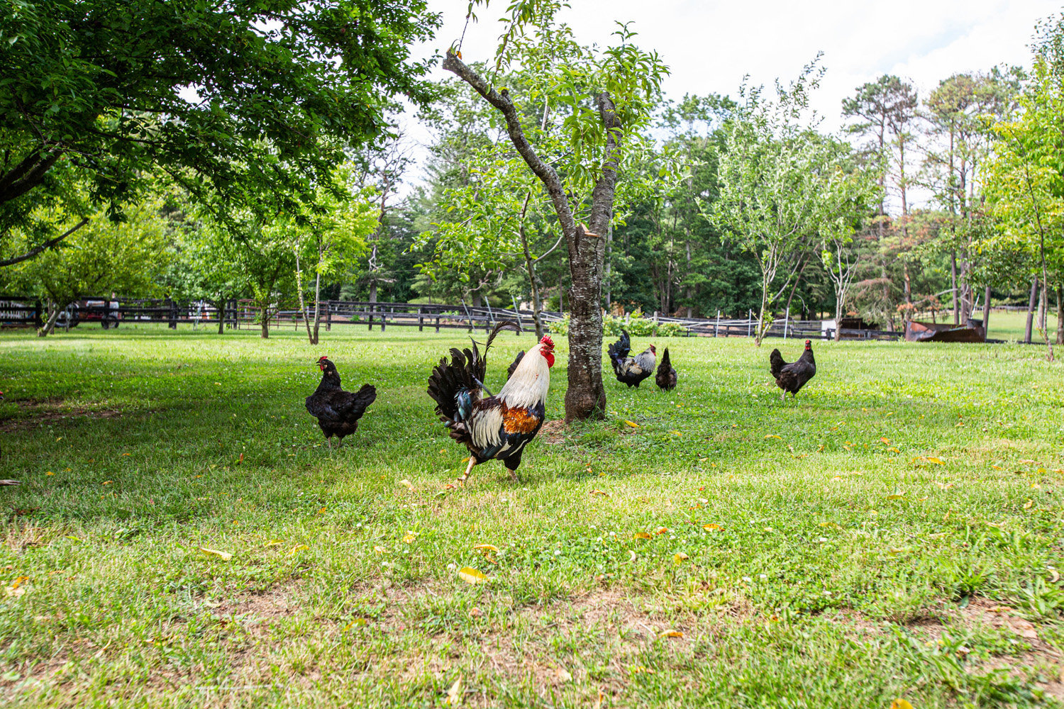 Image for 3 BR/2.5 BA Home w/13 Stall Barn, Outbuildings & Greenhouse on 5.47 +/- Acres in Orange County, VA
