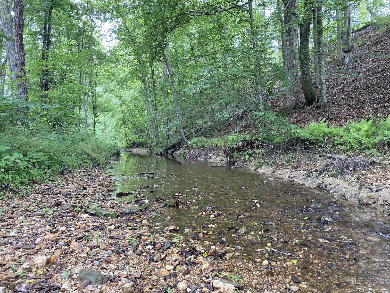 Image for 6 Tracts of Contiguous Raw Land Totaling 267 +/- Acres in Albemarle & Louisa Counties