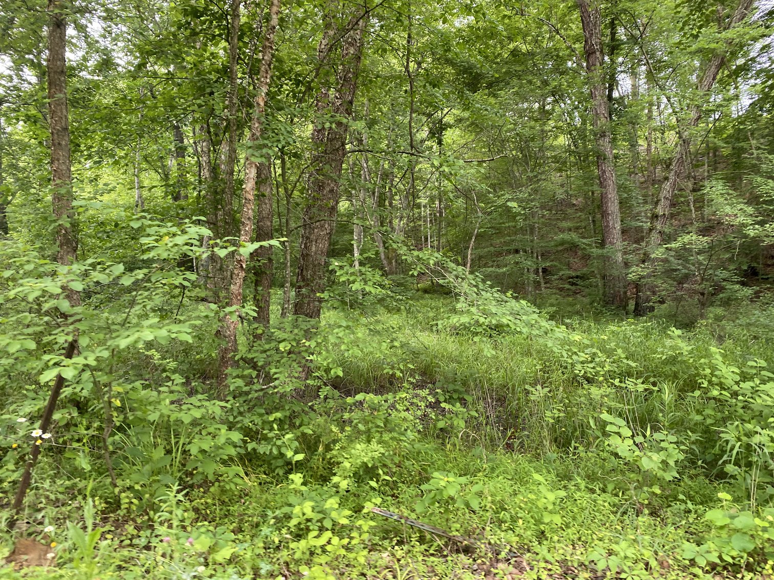 Image for 6 Tracts of Contiguous Raw Land Totaling 267 +/- Acres in Albemarle & Louisa Counties