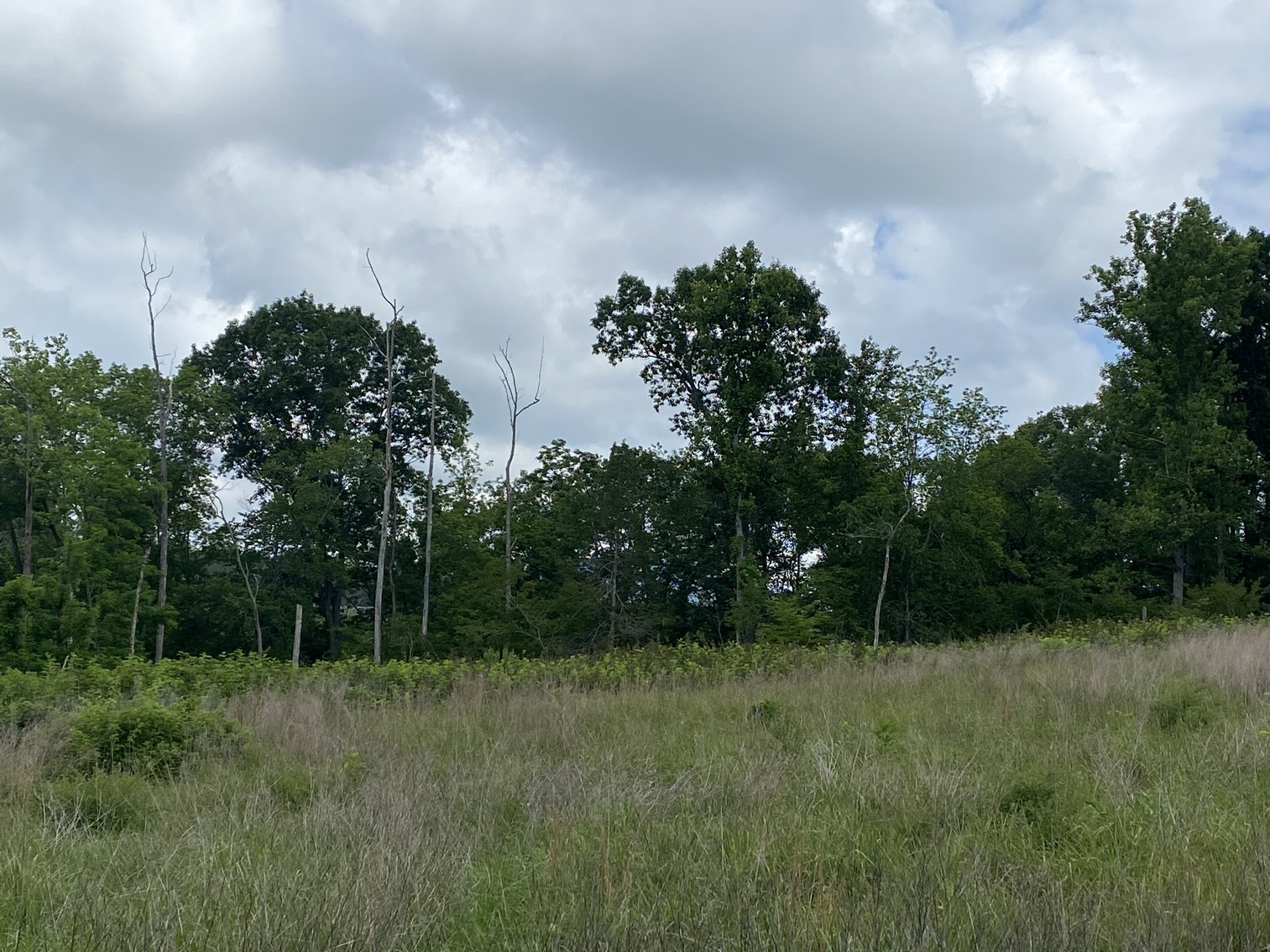 Image for 6 Tracts of Contiguous Raw Land Totaling 267 +/- Acres in Albemarle & Louisa Counties