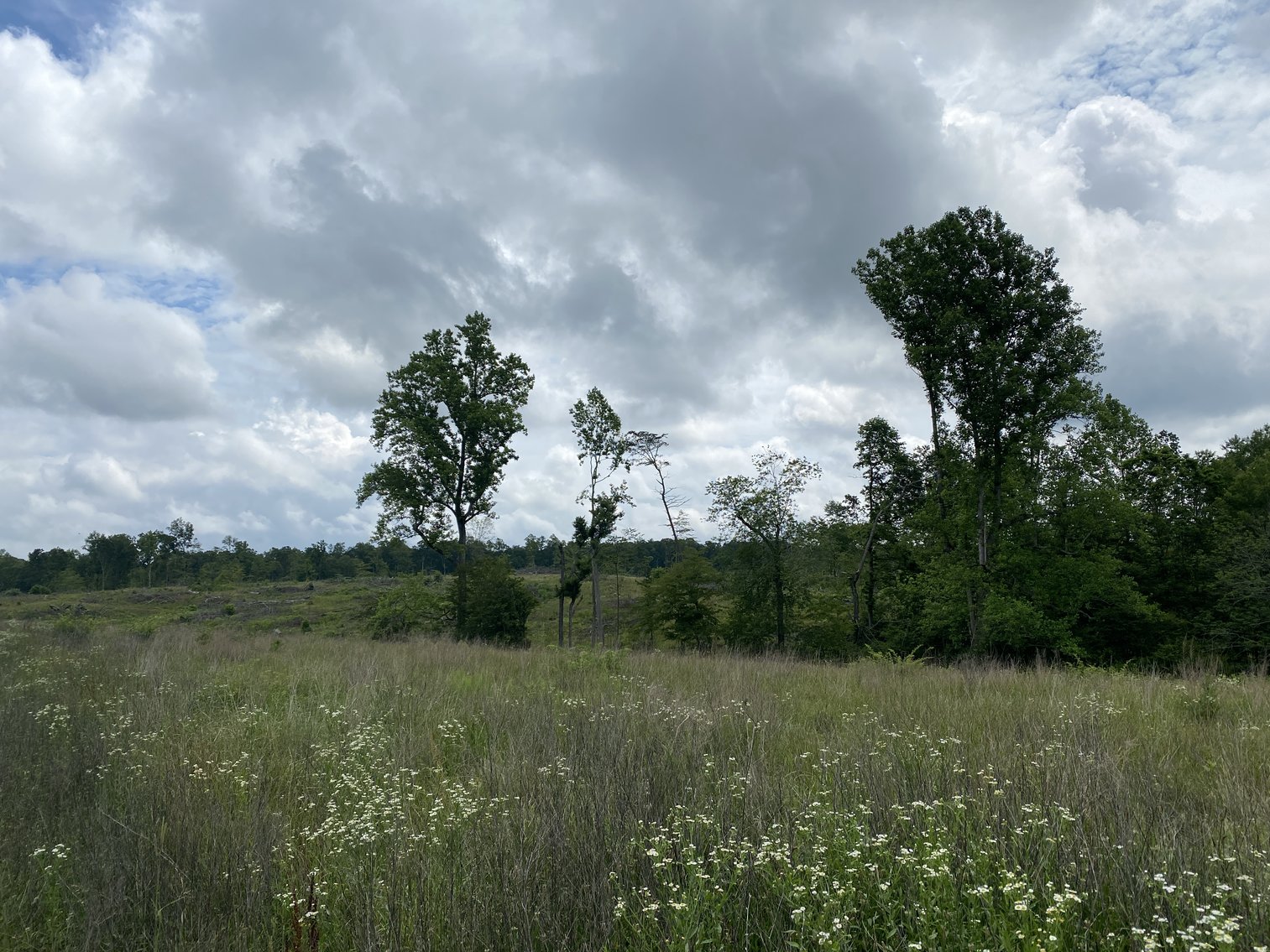 Image for 6 Tracts of Contiguous Raw Land Totaling 267 +/- Acres in Albemarle & Louisa Counties