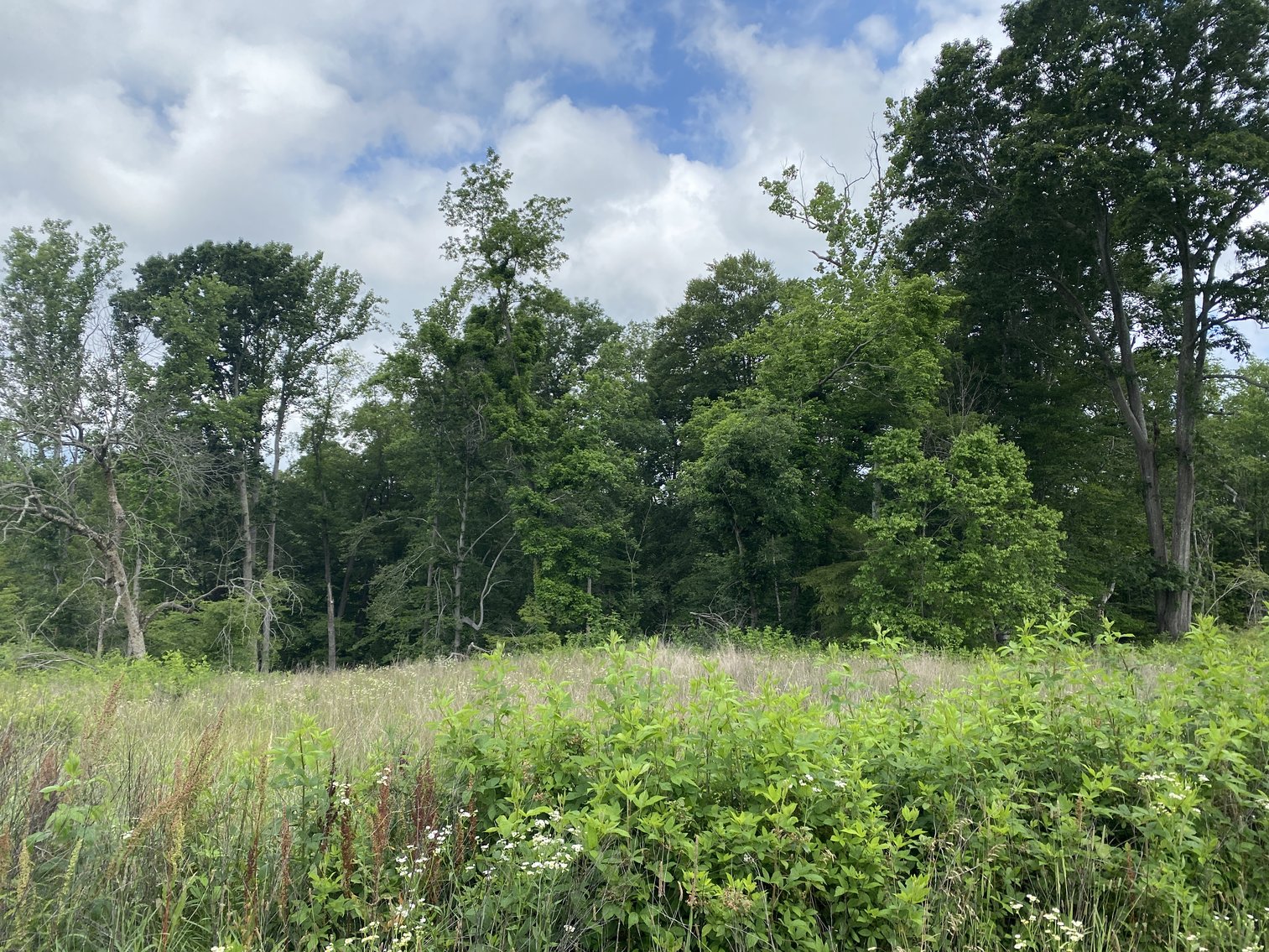 Image for 6 Tracts of Contiguous Raw Land Totaling 267 +/- Acres in Albemarle & Louisa Counties