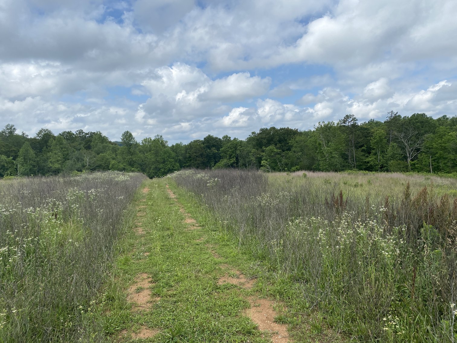 Image for 6 Tracts of Contiguous Raw Land Totaling 267 +/- Acres in Albemarle & Louisa Counties