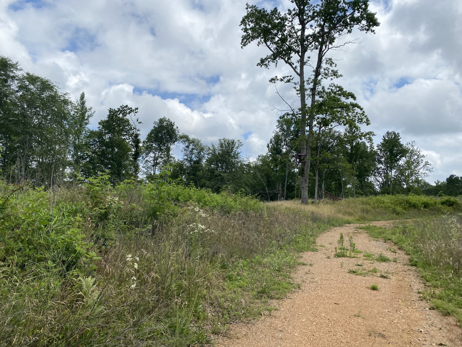 Image for 6 Tracts of Contiguous Raw Land Totaling 267 +/- Acres in Albemarle & Louisa Counties