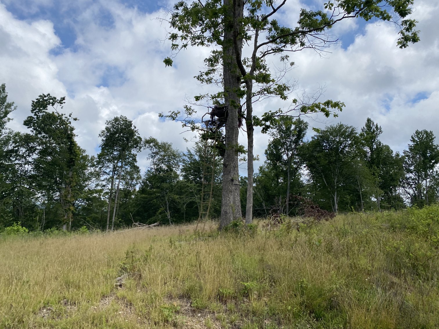 Image for 6 Tracts of Contiguous Raw Land Totaling 267 +/- Acres in Albemarle & Louisa Counties