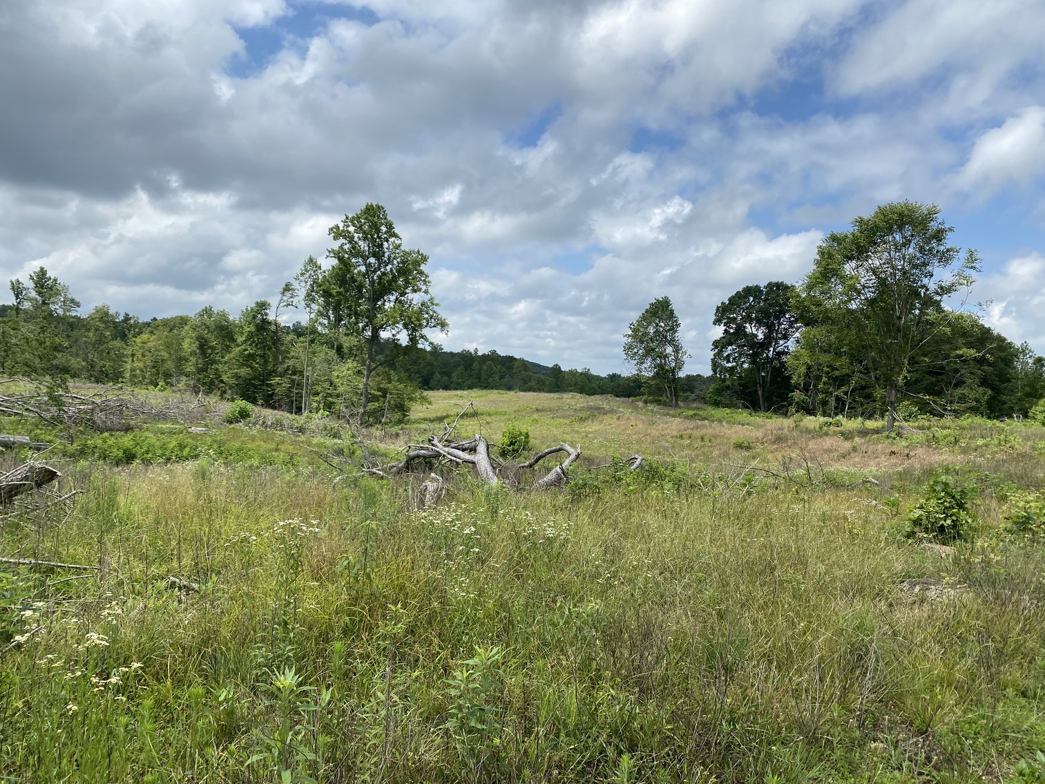 Image for 6 Tracts of Contiguous Raw Land Totaling 267 +/- Acres in Albemarle & Louisa Counties