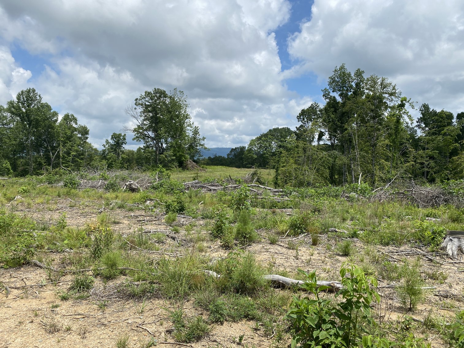 Image for 6 Tracts of Contiguous Raw Land Totaling 267 +/- Acres in Albemarle & Louisa Counties