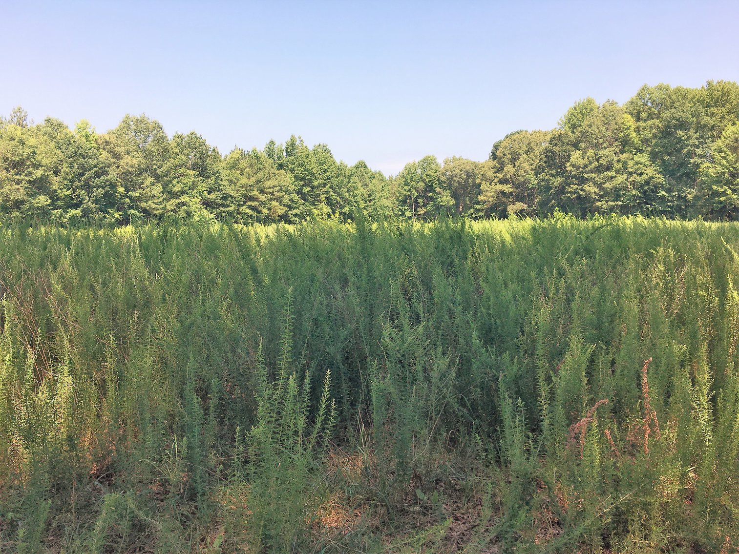 Image for 99 Acres of Timberland in Lunenburg County, VA