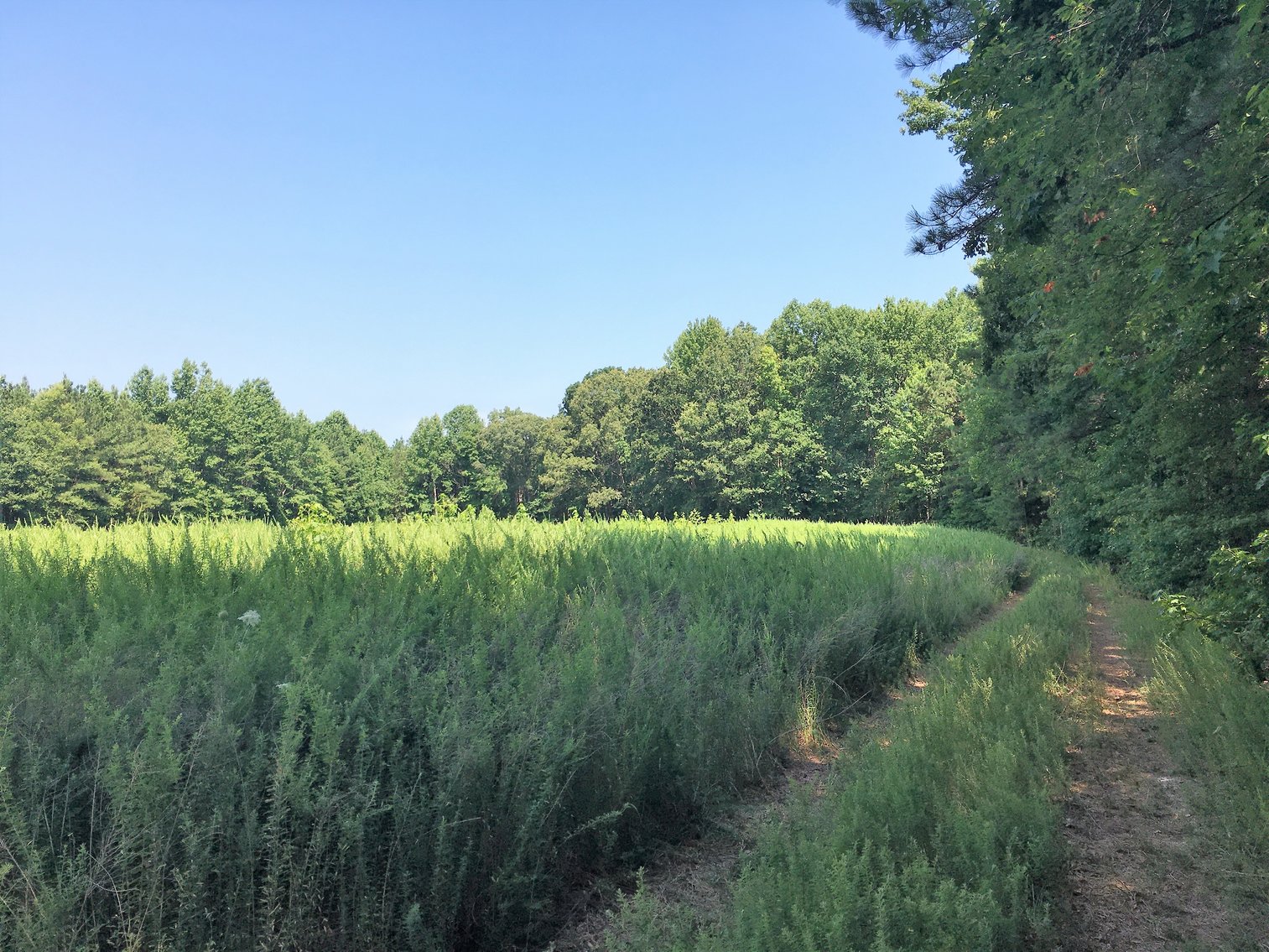 Image for 99 Acres of Timberland in Lunenburg County, VA