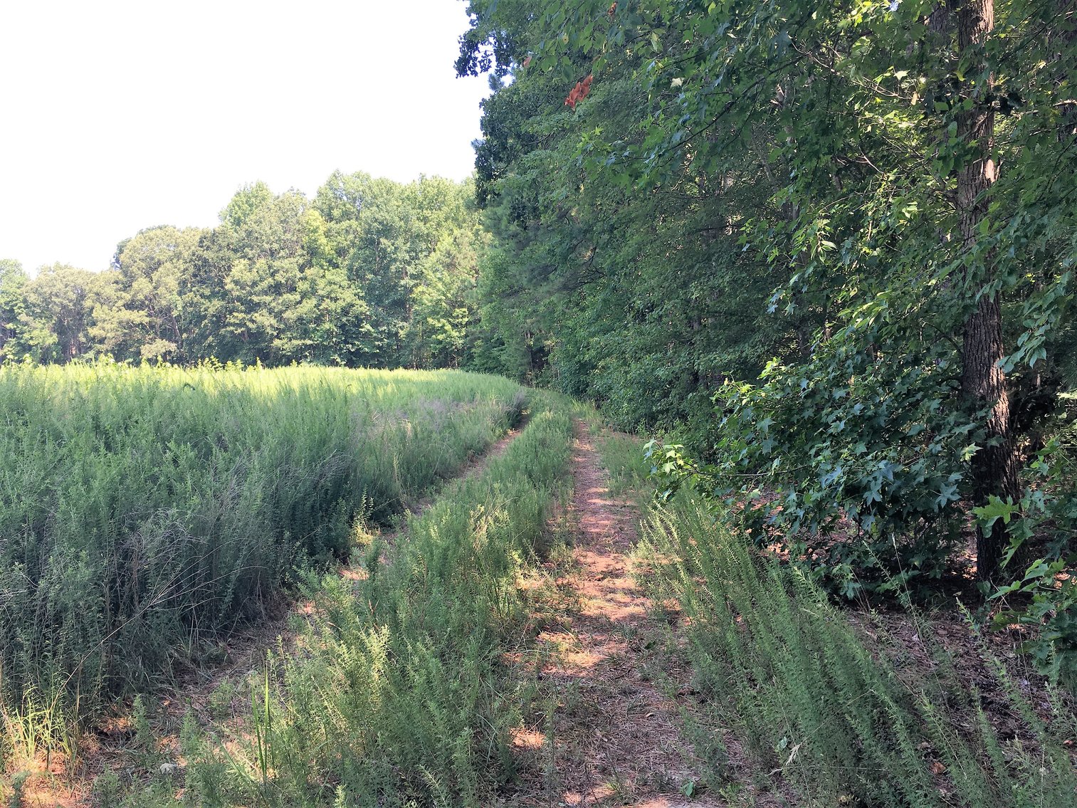 Image for 99 Acres of Timberland in Lunenburg County, VA