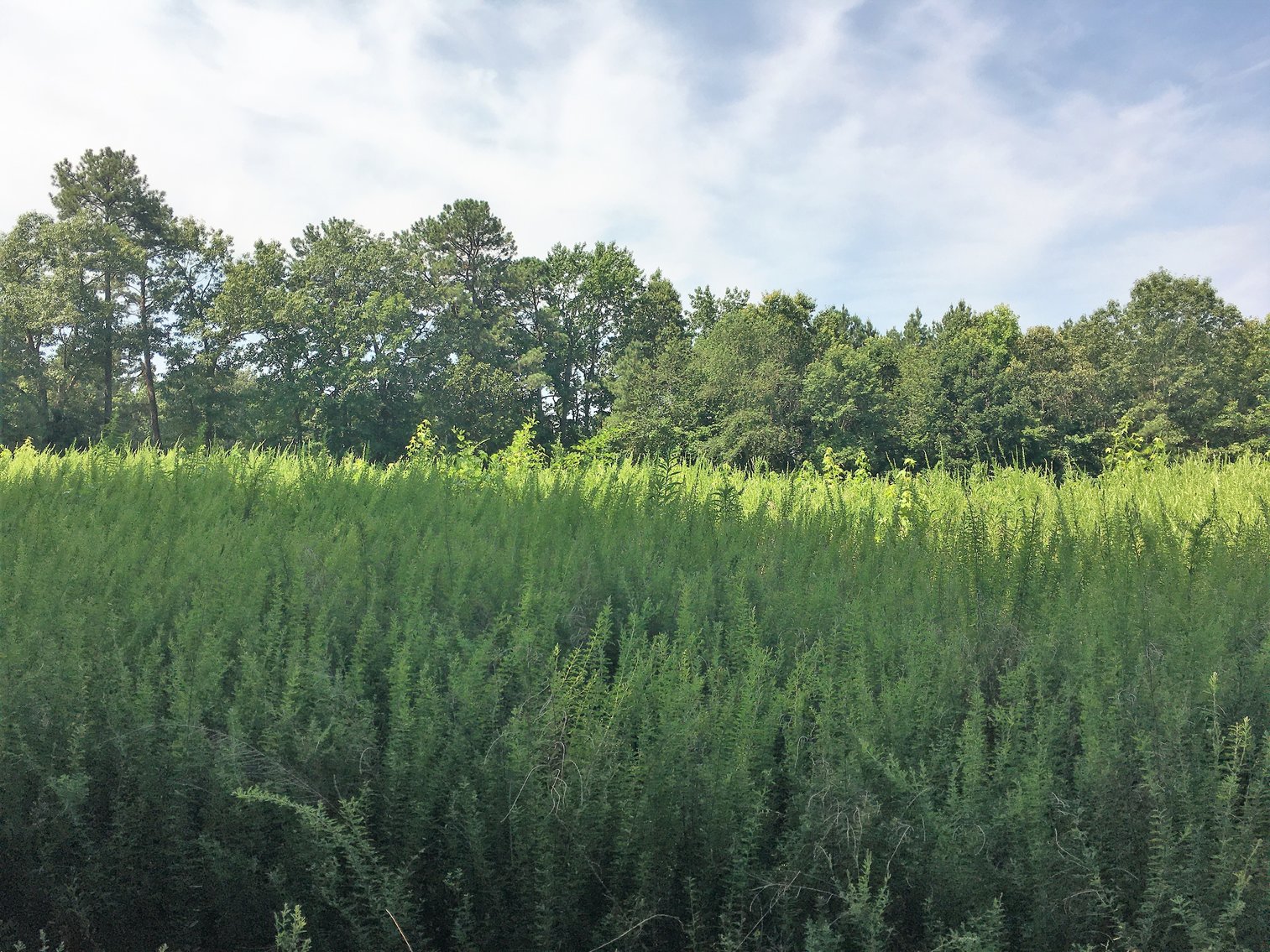 Image for 99 Acres of Timberland in Lunenburg County, VA