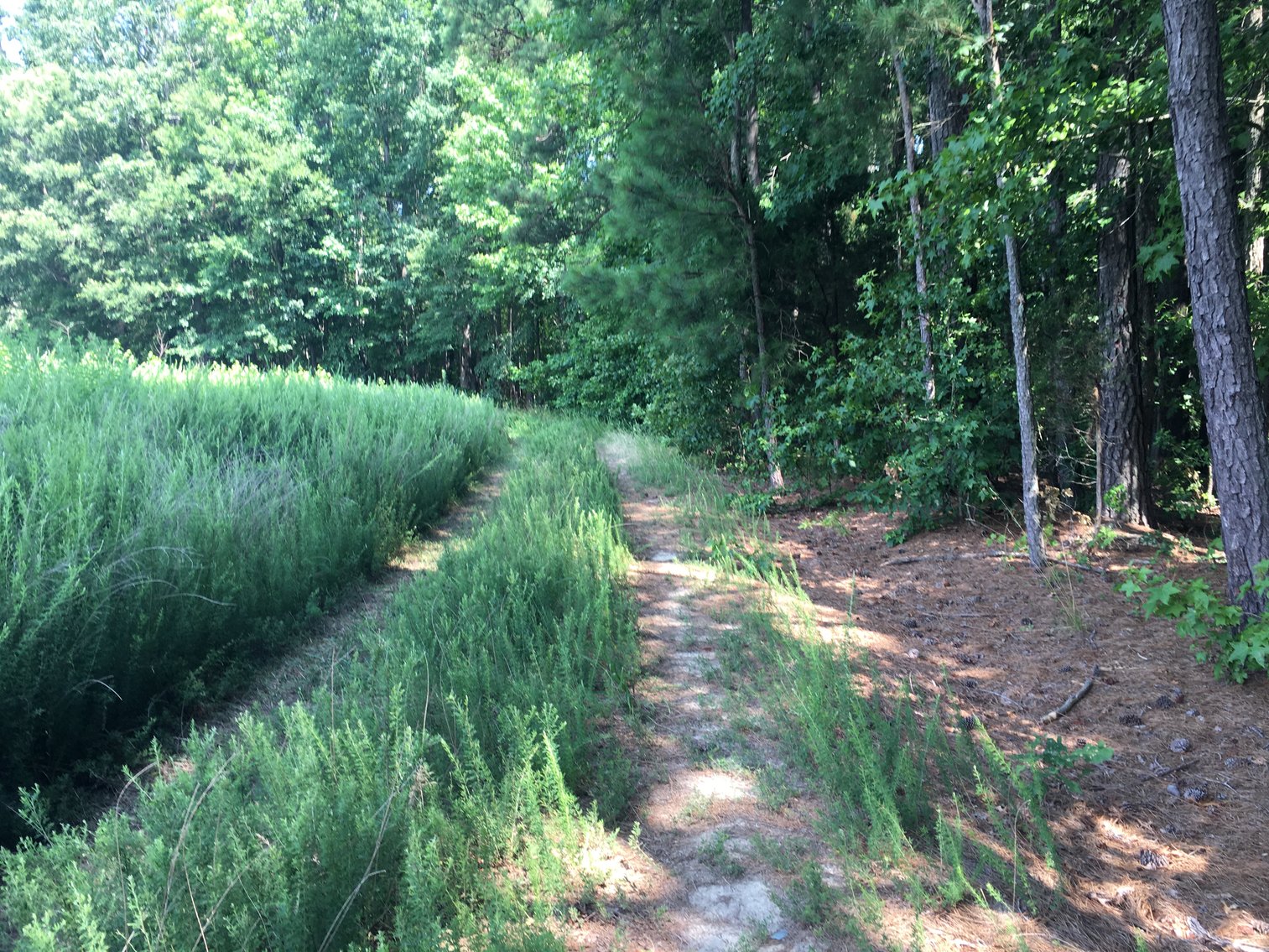 Image for 99 Acres of Timberland in Lunenburg County, VA