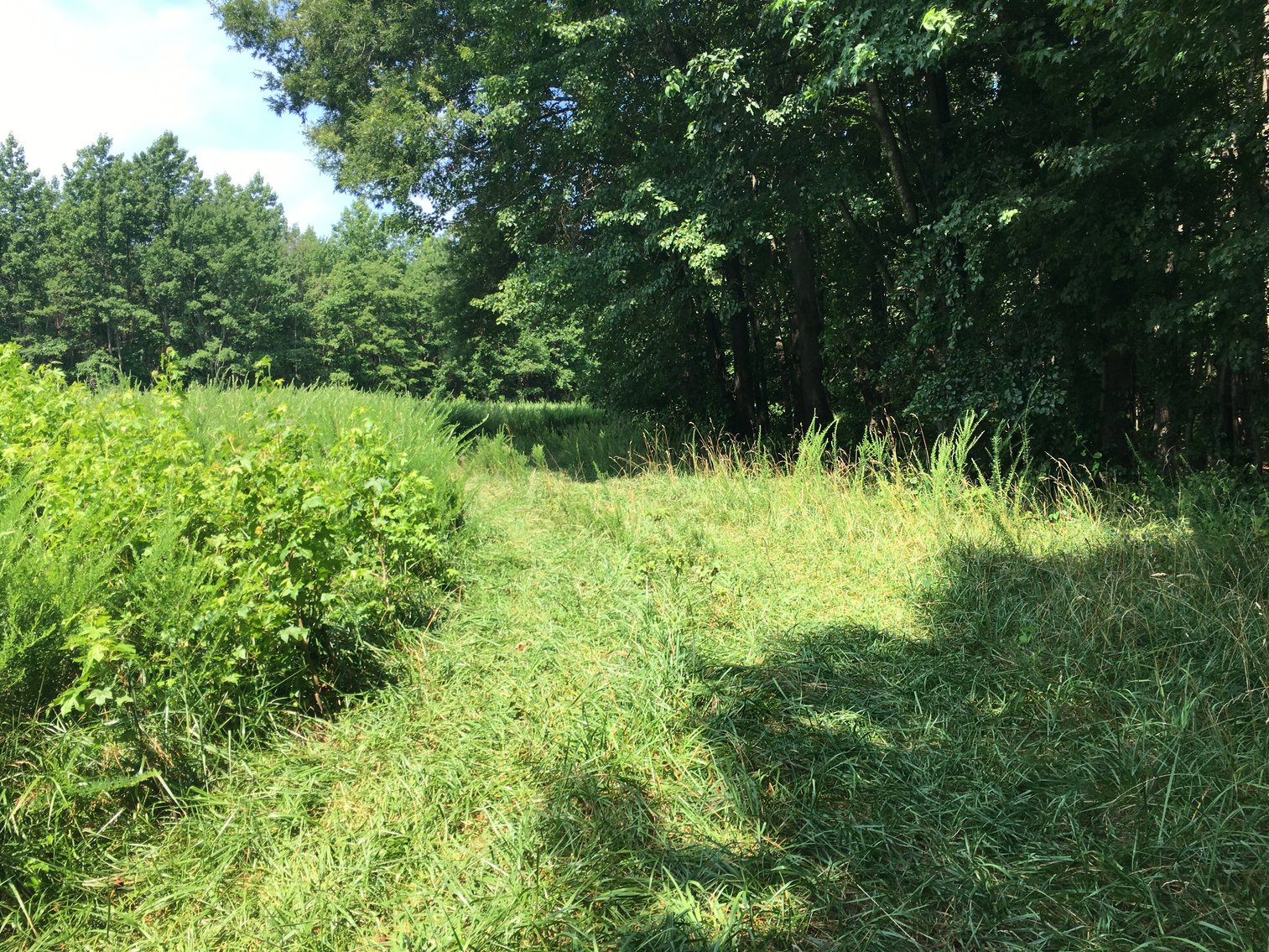 Image for 99 Acres of Timberland in Lunenburg County, VA