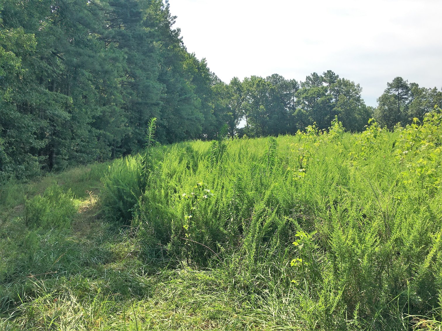 Image for 99 Acres of Timberland in Lunenburg County, VA