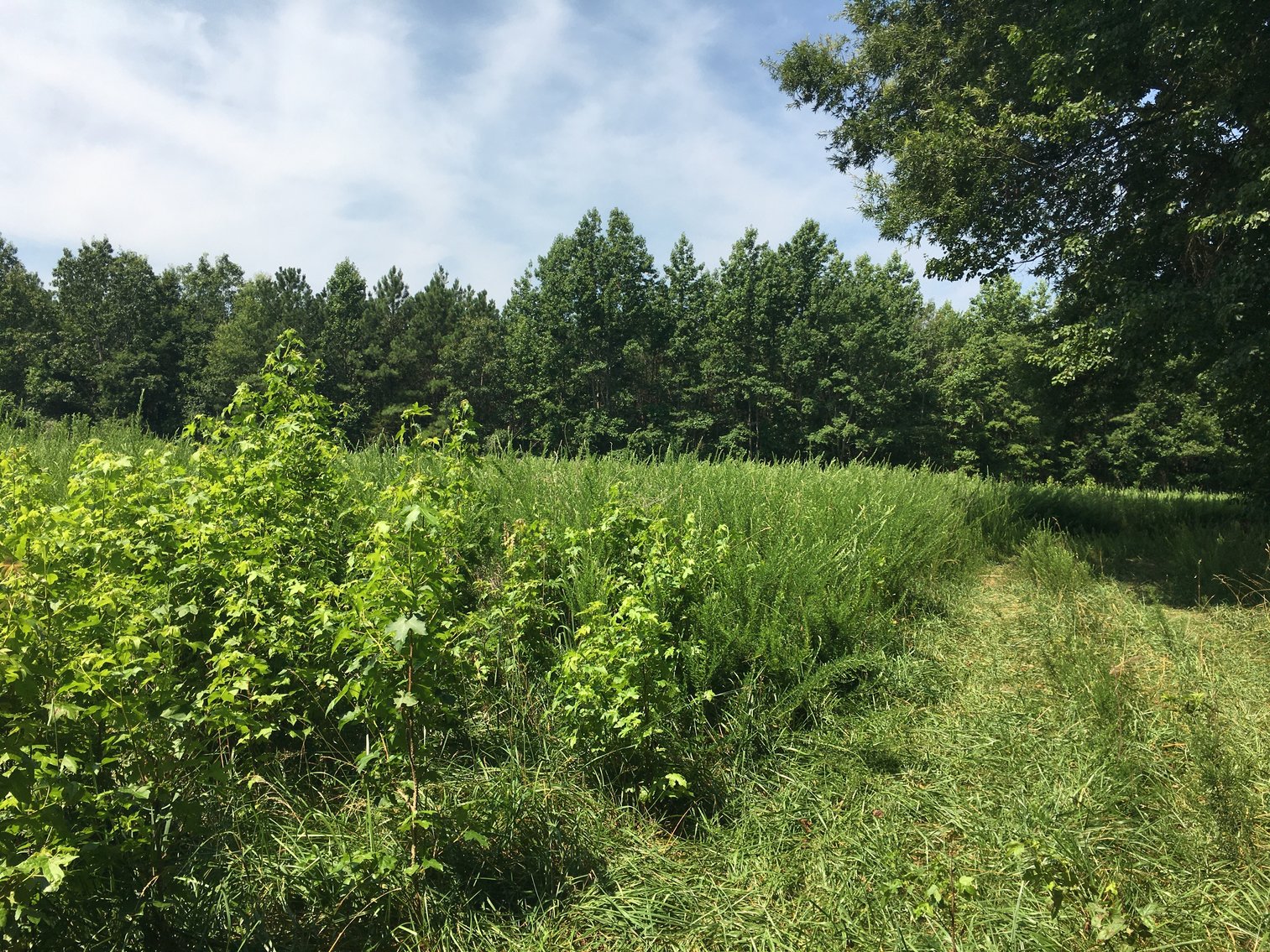 Image for 99 Acres of Timberland in Lunenburg County, VA