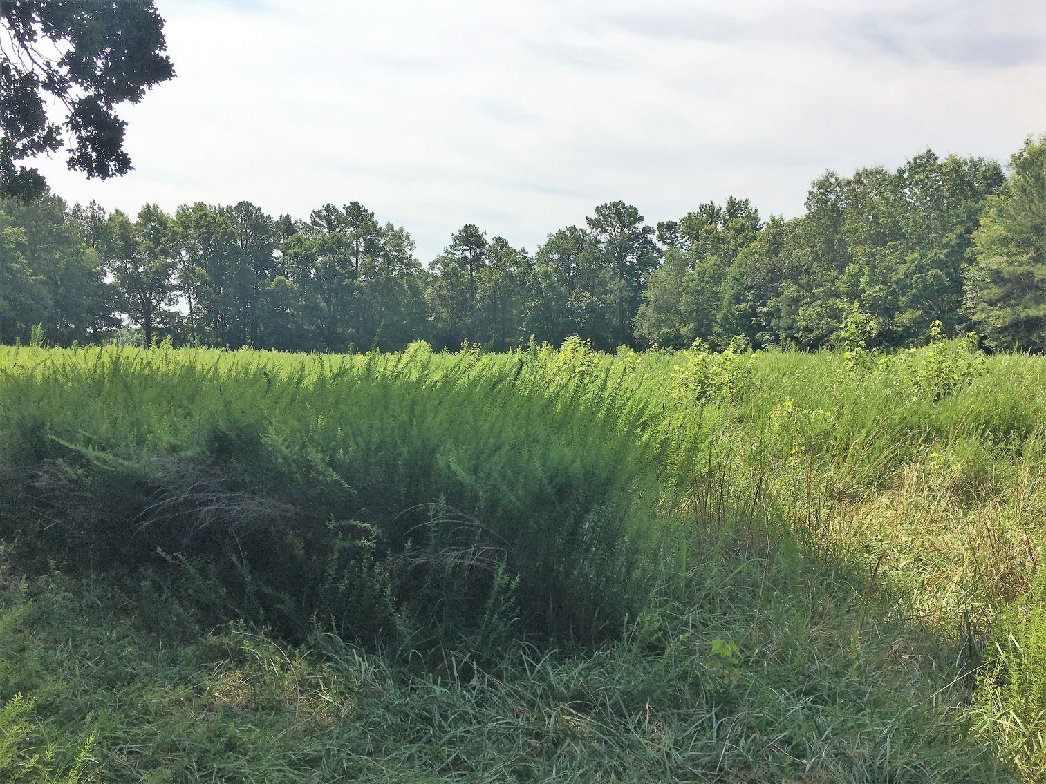 Image for 99 Acres of Timberland in Lunenburg County, VA