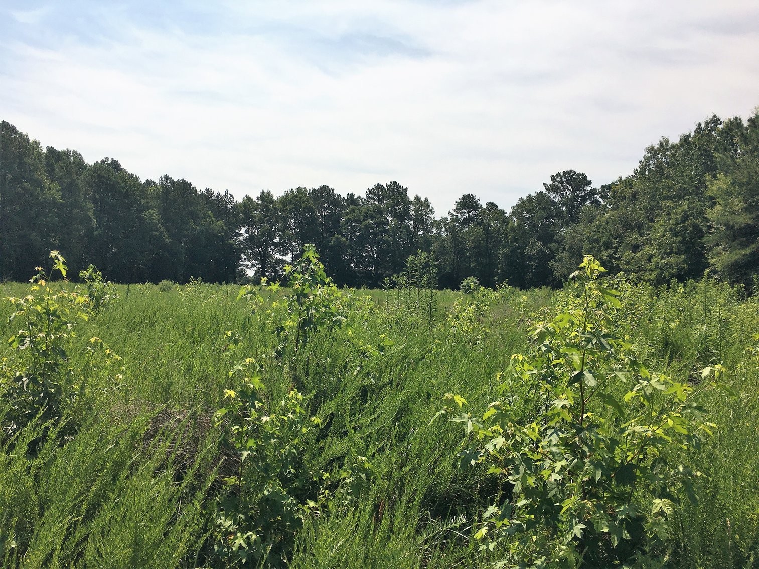 Image for 99 Acres of Timberland in Lunenburg County, VA