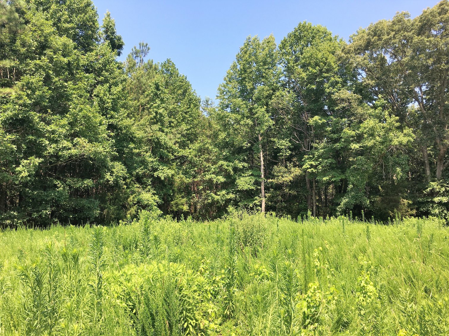 Image for 99 Acres of Timberland in Lunenburg County, VA