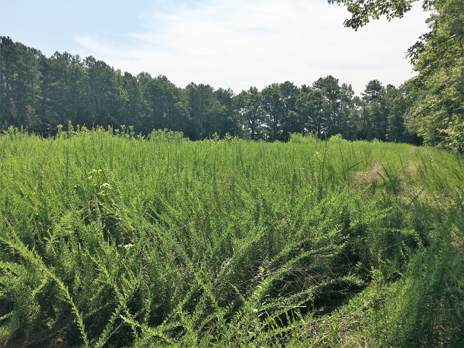 Image for 99 Acres of Timberland in Lunenburg County, VA