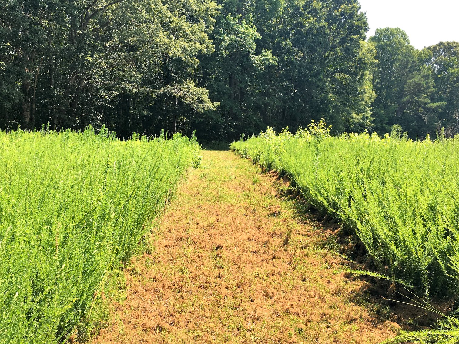 Image for 99 Acres of Timberland in Lunenburg County, VA