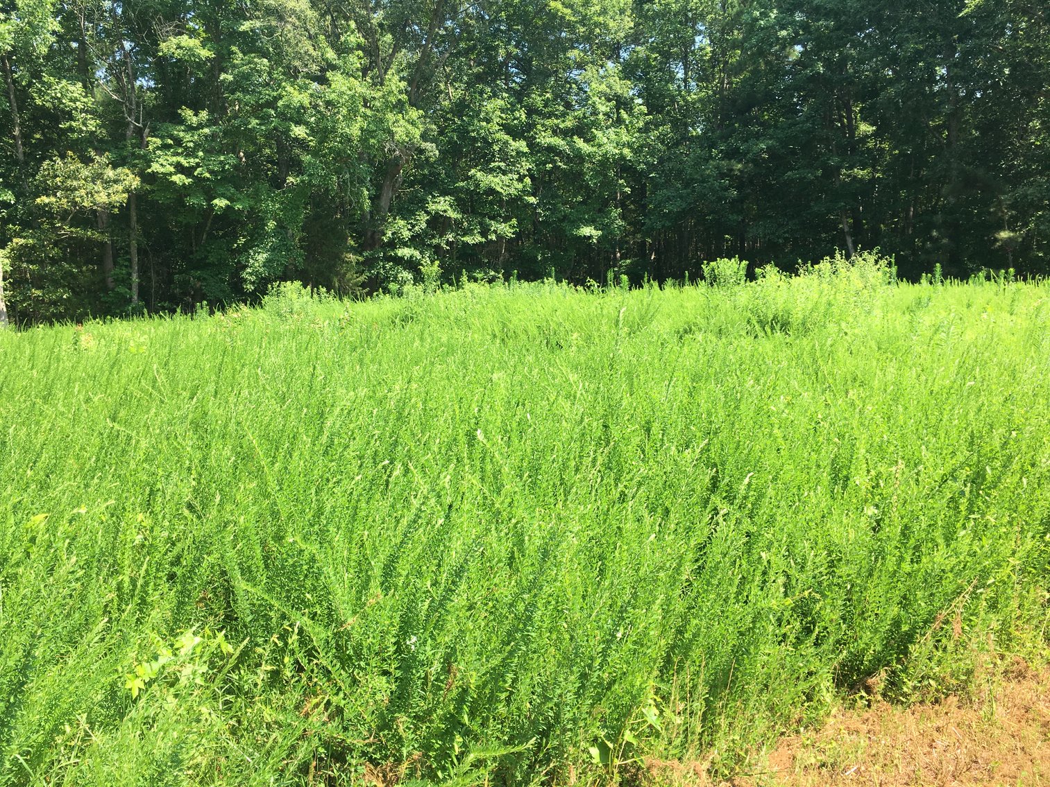 Image for 99 Acres of Timberland in Lunenburg County, VA