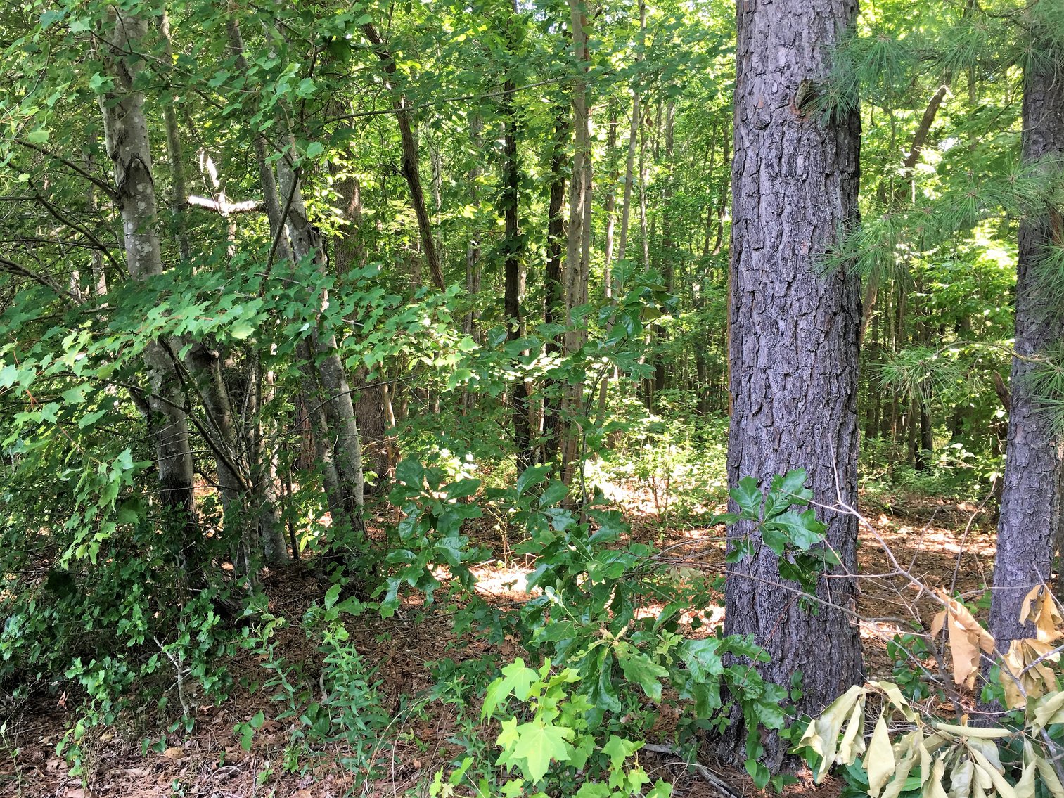 Image for 99 Acres of Timberland in Lunenburg County, VA