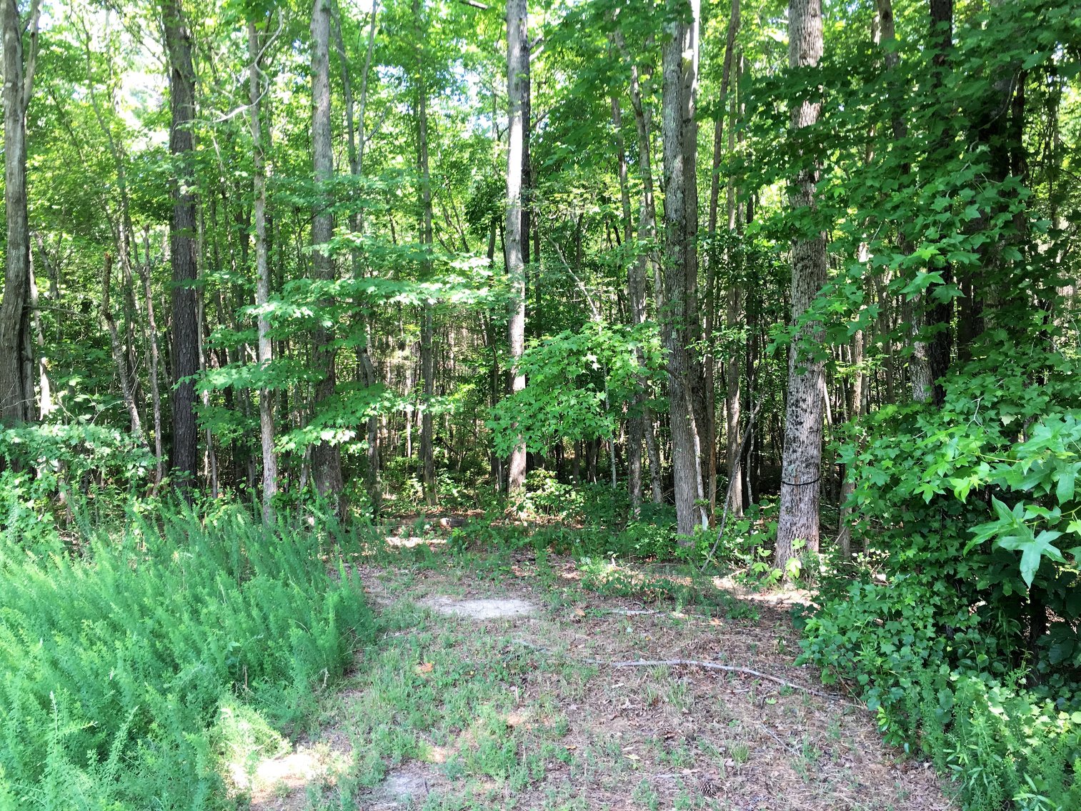 Image for 99 Acres of Timberland in Lunenburg County, VA